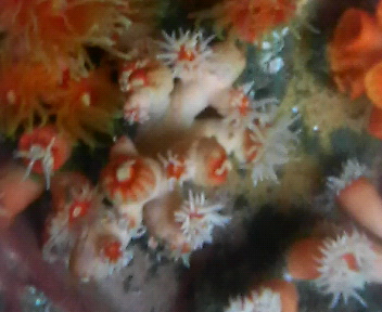 画像1: シロバナキサンゴ（約8センチ前後）