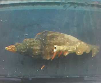 画像3: ケスジヤドカリ(殻径約8センチ前後）