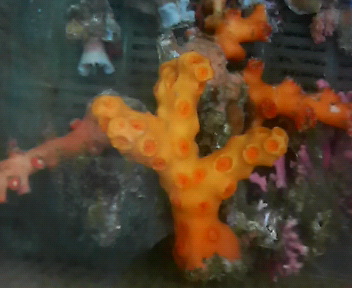 画像: オノミチキサンゴ（約8センチ）