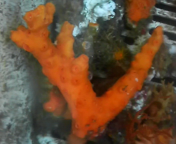 画像: オノミチキサンゴ（約12センチ）