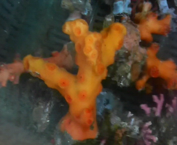 画像3: オノミチキサンゴ（約8センチ）