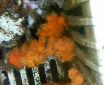 画像1: オノミチキサンゴ（約8センチ）