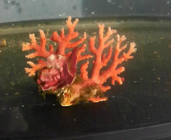 画像2: サンゴモドキ(約3センチ)