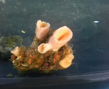 画像1: 深海産サンゴ（シオガマの仲間？）