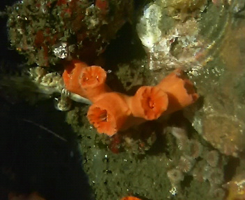 画像2: シロバナキサンゴ（約4センチ前後）０１
