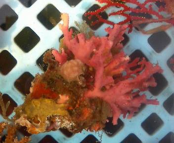 画像1: サンゴモドキ(約6センチ)