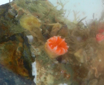 画像: ボシュマキサンゴ（約30センチ前後）・・土台単体サンゴ着床