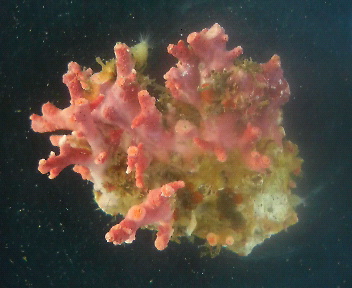 画像: サンゴモドキ(約4センチ)