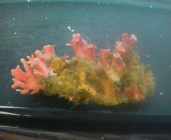 画像1: サンゴモドキ(約7センチ)