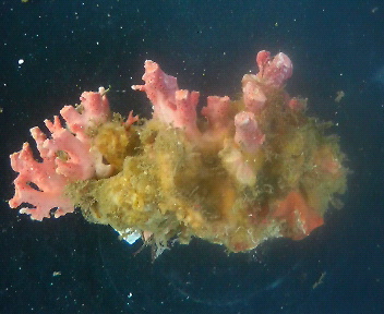 画像2: サンゴモドキ(約7センチ)