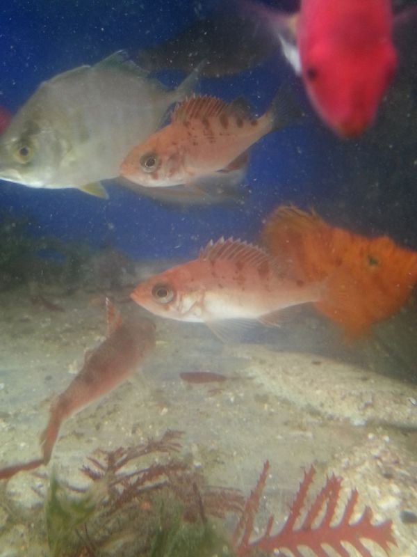画像2: メバル幼魚