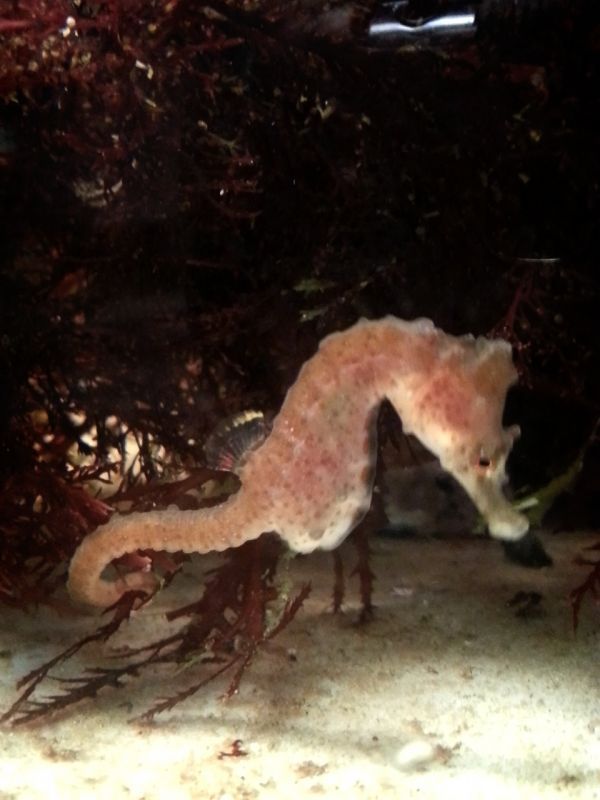 画像2: 《海水魚》タツノオトシゴ（ワイルド個体）…ハンドコート採取