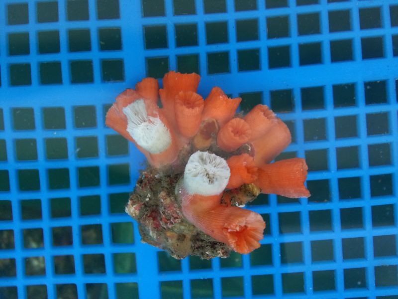 画像2: シロバナキサンゴ(約8センチ前後)