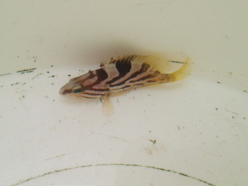画像1: ホウキハタ　幼魚（5センチ前後）