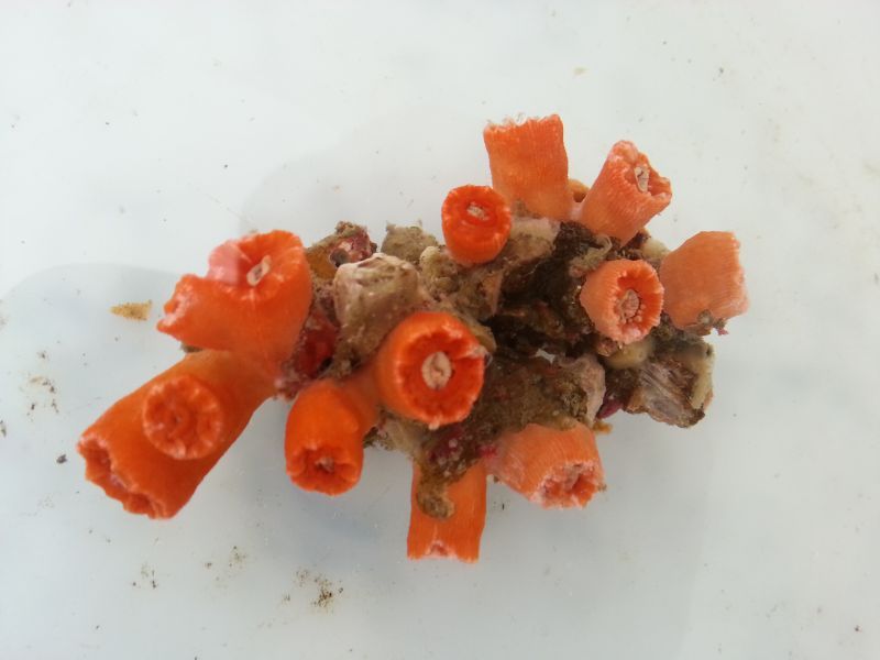 画像1: シロバナキサンゴ