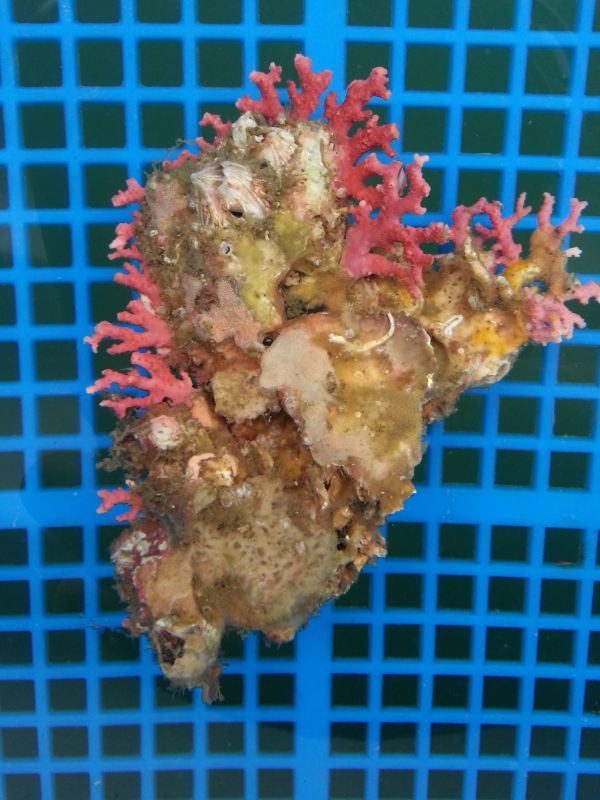 画像1: サンゴモドキ(約10センチ)・・・オススメ個体