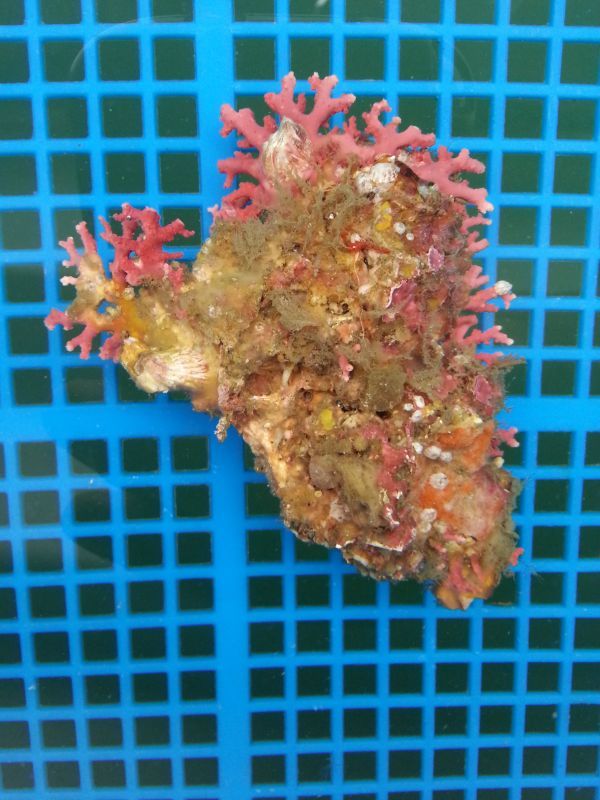 画像2: サンゴモドキ(約10センチ)・・・オススメ個体