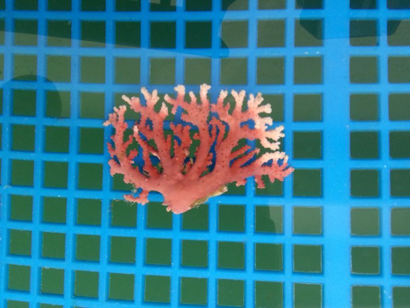 画像1: サンゴモドキ(約5センチ)