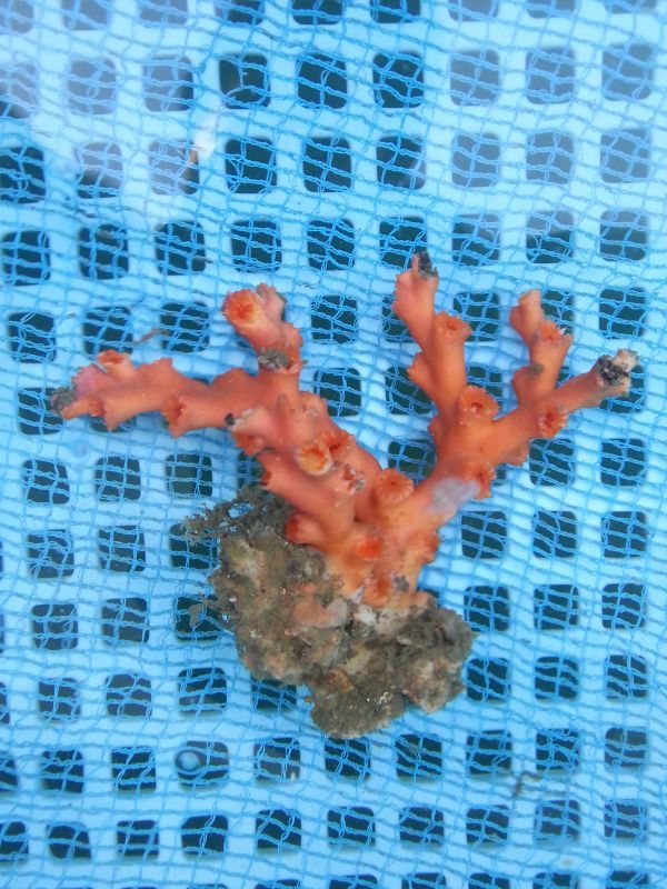 画像1: オキノセキサンゴ（10センチ前後）