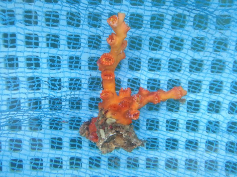 画像1: オキノセキサンゴ（10センチ前後）