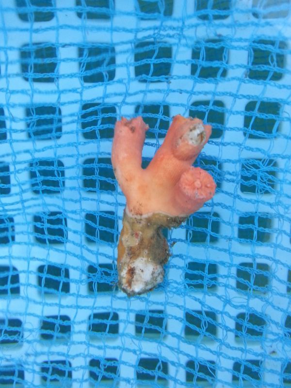 画像1: シロバナキサンゴ（4センチ前後）