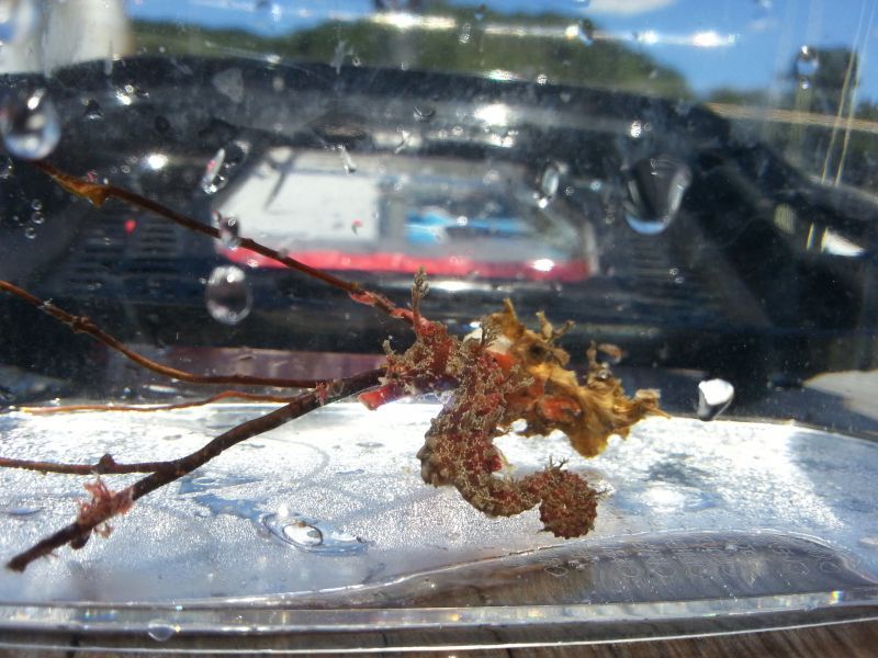 画像1: ハナタツレッド（ワイルド個体）・・幼魚色から赤くなります（軟骨発達強）