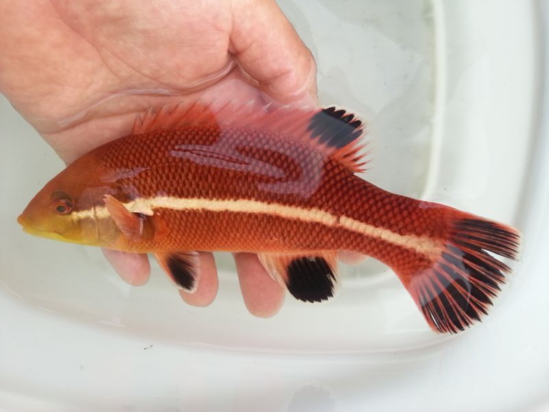 希少サイズのコブダイ 幼魚ライン 近海産海水魚類 甲殻類 海洋生物類専門アクアマリンズ