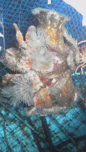 画像3: 《近海産甲殻類》ソメンヤドカリ(Mサイズ)・・フリー個体