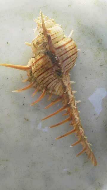 画像1: 深海性ヤドカリ（宿殻アッキガイ）