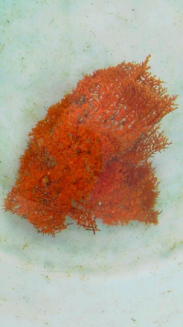 画像1: ウミカラマツ（オレンジ）枝折れ個体