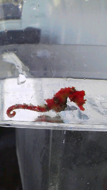 画像2: ☆☆ハナタツレッド幼魚（ワイルド個体）・・赤くなります！お勧め