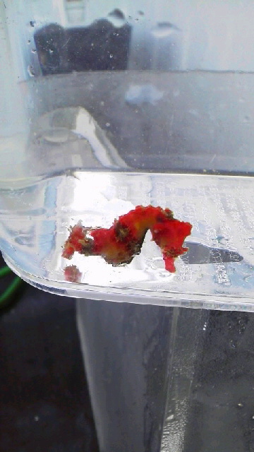 画像3: ☆☆ハナタツレッド幼魚（ワイルド個体）・・赤くなります！お勧め