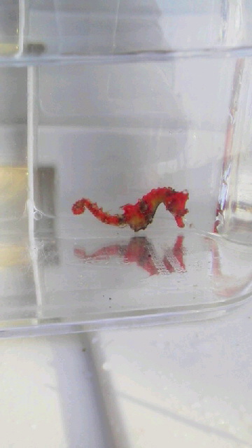 画像4: ☆☆ハナタツレッド幼魚（ワイルド個体）・・赤くなります！お勧め