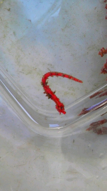 画像5: ☆☆ハナタツレッド幼魚（ワイルド個体）・・赤くなります！お勧め