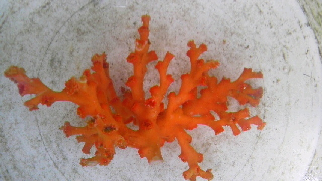 画像1: オキノセキサンゴ(ＭＬサイズ）