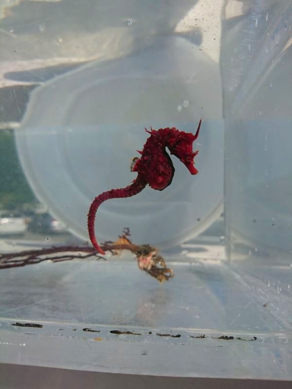 画像1: 《近海産海水魚》ハナタツレッド【ワイルド良血個体】…婚姻色が強く出ている成熟雌個体です