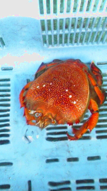 画像4: 《近海産甲殻類》アサヒガニの希少なＳサイズ(1匹)・・・激押しサイズです！