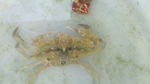 ジャノメガザミ 近海産海水魚類 甲殻類 海洋生物類専門アクアマリンズ