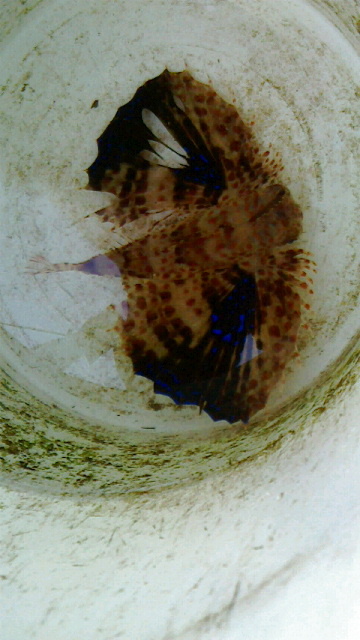 画像1: セミホウボウ（約15センチ前後）・・鰭の割れは数日飼育で治ります！
