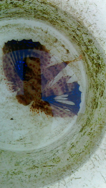 画像2: セミホウボウ（約15センチ前後）・・鰭の割れは数日飼育で治ります！