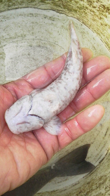 シロコバン（Ｓサイズ） - 【近海産海水魚類・甲殻類・海洋生物類専門アクアマリンズ】