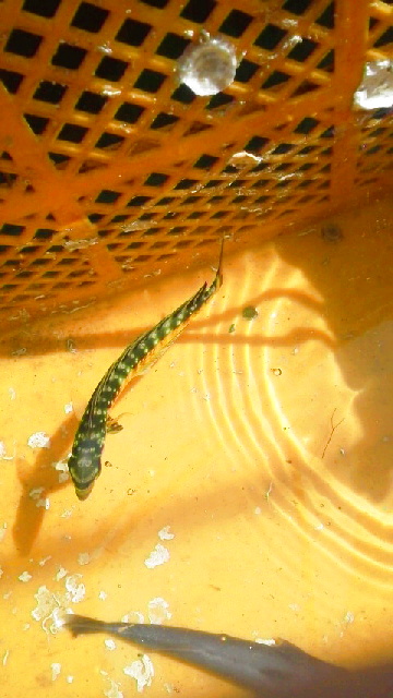 画像2: シイラ幼魚
