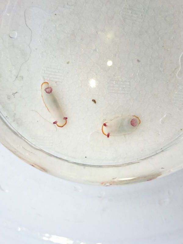 画像2: 《近海産海水魚》シラヒメウミウシ（1匹）…当店ハンドコート採取