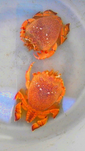 画像1: 《近海産甲殻類》アサヒガニの希少なＳサイズ(1匹)・・・激押しサイズです！
