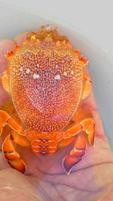 画像2: 《近海産甲殻類》アサヒガニの希少なＳサイズ(1匹)・・・激押しサイズです！