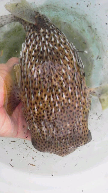 画像4: 《近海産海水魚》ネズミフグ(MLサイズ)