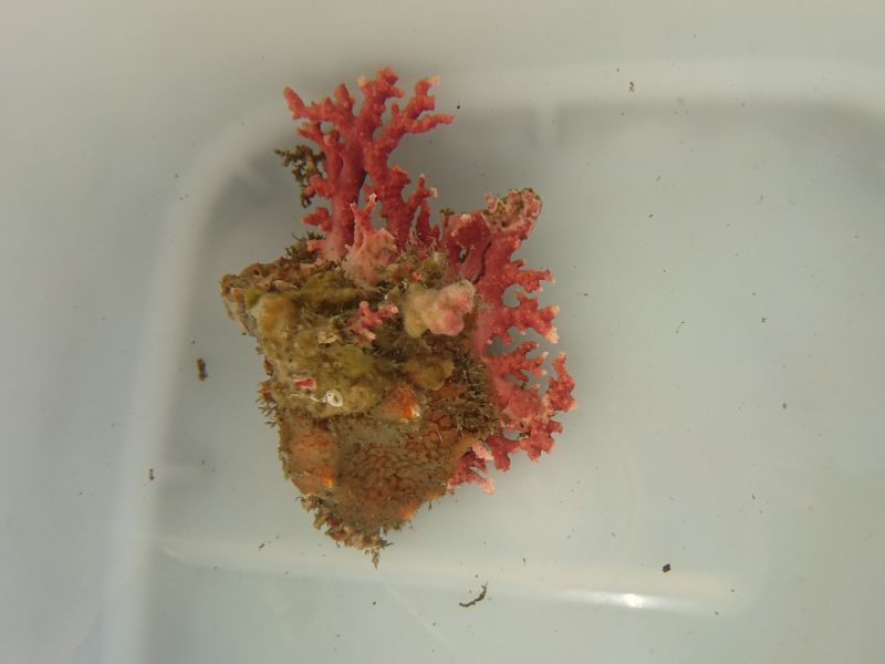画像1: サンゴモドキ(約7センチ)