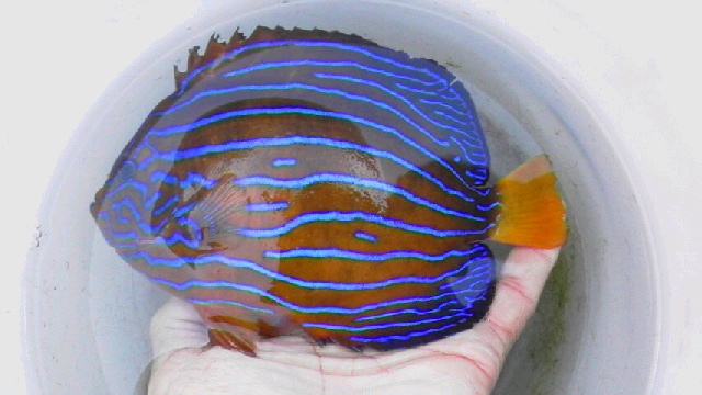 画像1: 《近海産海水魚》キンチャクダイ（ブルーライン多いタイプ）…近海ハンドコート採取