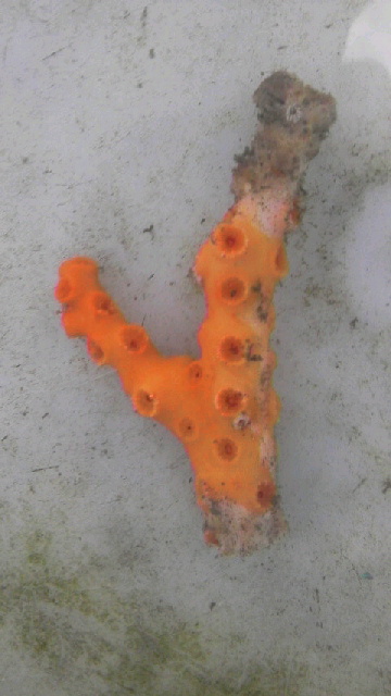 画像2: オノミチキサンゴ(約7センチ前後)