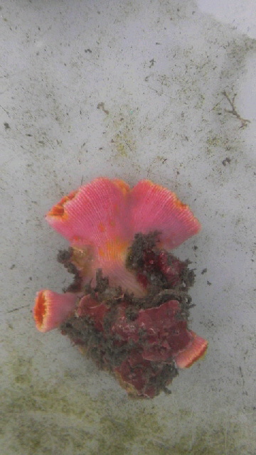 画像1: オオエダキサンゴ（共肉濃ピンク系）‥おすすめです！